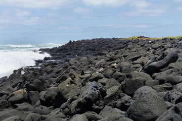 Fototapeta na wymiar Marine iguanas on volcanic rocks in the Galapagos Islands