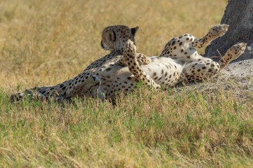 Cheetah brothers in Savuti Marsh within Chobe National Park, Botswana, Africa