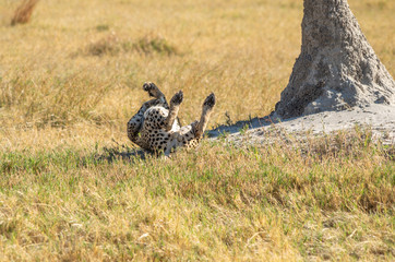 Cheetah brothers in Savuti Marsh within Chobe National Park, Botswana, Africa