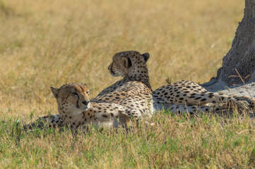 Cheetah brothers in Savuti Marsh within Chobe National Park, Botswana, Africa