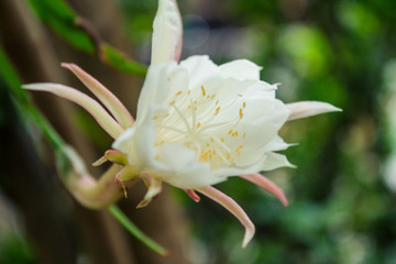 The Queen of the Night (Epiphyllum oxypetalum) species of cactus plant produces nocturnal, fragrant white flowers. macro scene