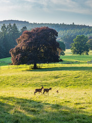 Perthshire / Szkocja - 25 sierpień 2019: Zwierzęta obok Zamku Blair w sierpniowy słoneczny dzień