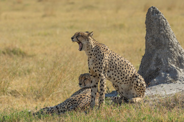 Cheetah brothers in Savuti Marsh within Chobe National Park, Botswana, Africa
