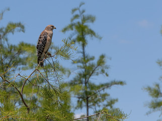 Red Shouldered Hawk on dead branch on top of tree 