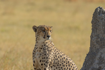 Cheetah brothers in Savuti Marsh within Chobe National Park, Botswana, Africa