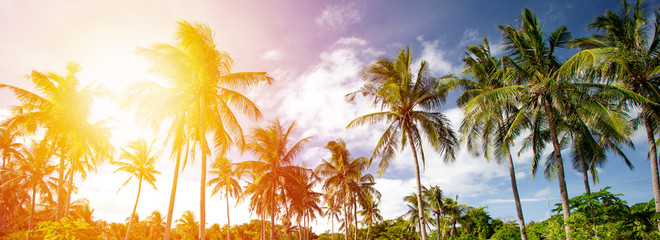 Tropical wild park with coconut palm trees. Travel destinations - obrazy, fototapety, plakaty