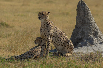 Cheetah brothers in Savuti Marsh within Chobe National Park, Botswana, Africa