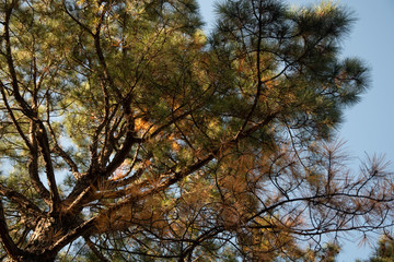 Fototapeta premium 秋 紅葉