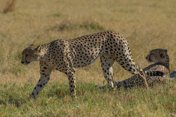 Cheetah brothers in Savuti Marsh within Chobe National Park, Botswana, Africa