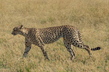 Cheetah brothers in Savuti Marsh within Chobe National Park, Botswana, Africa