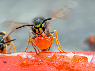 German yellowjacket wasp, Vespula germanica, carrying a piece of sockeye salmon flesh it chewed off of a salmon carcass to take back to its nest to feed developing larvae. Ladner, British Columbia