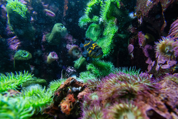 Black and Yellow Colored Rockfish in water. Found in Pacific Ocean.