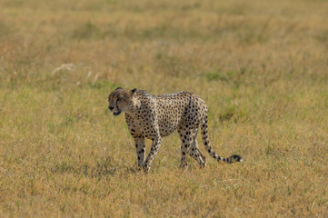 Cheetah brothers in Savuti Marsh within Chobe National Park, Botswana, Africa