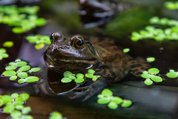 Close up of a small frog, Bullfrog, in water. Invasive species in British Columbia, Canada.