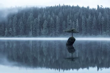 Fotobehang Bonsai Port Renfrew, Vancouver Island, British Columbia, Canada. View of an Iconic Bonsai Tree at the Fairy Lake during a misty summer sunrise. Artistic Render  © edb3_16