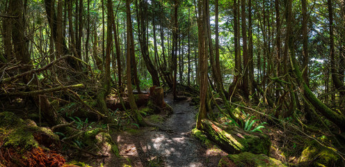 Botanical Beach, Port Renfrew, Vancouver Island, British Columbia, Canada. Beautiful Panoramic View of a trail in a Rain Forest during summer day.