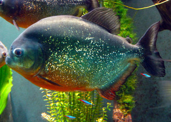 Curious and colourful tropical fish
