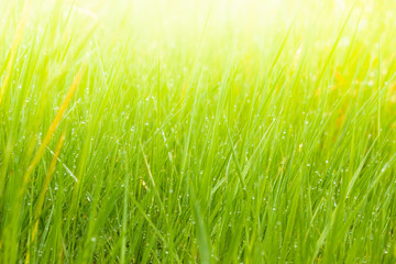 Fresh lush green grass on meadow with drops of water dew in morning light in spring summer outdoors close-up macro, panorama. Beautiful artistic image of purity and freshness of nature, copy space.