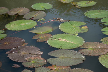Water lily or Nymphaea aquatic rhizomatous perennial herb plants large light green leaves growing out of small local lake surrounded with fallen leaves and grass on warm sunny summer day