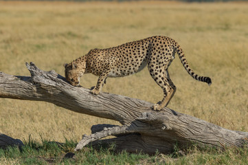 Cheetah brothers in Savuti Marsh within Chobe National Park, Botswana, Africa