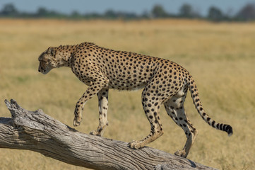 Cheetah brothers in Savuti Marsh within Chobe National Park, Botswana, Africa