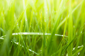 Fresh lush green grass on meadow with drops of water dew in morning light in spring summer outdoors close-up macro, panorama. Beautiful artistic image of purity and freshness of nature, copy space.
