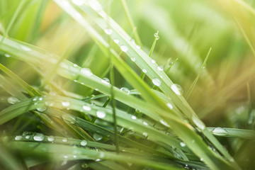 Fresh lush green grass on meadow with drops of water dew in morning light in spring summer outdoors...