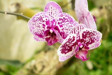 Purple orchid with blurred background. Purple orchid on the stalk.