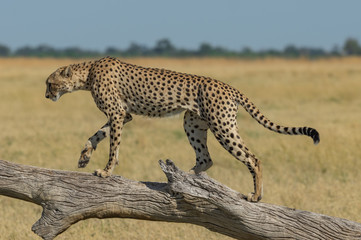 Cheetah brothers in Savuti Marsh within Chobe National Park, Botswana, Africa