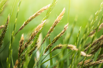 wheat field, grass nature background with sunlight