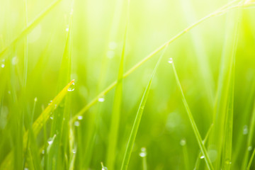 Fresh lush green grass on meadow with drops of water dew in morning light in spring summer outdoors close-up macro, panorama. Beautiful artistic image of purity and freshness of nature, copy space