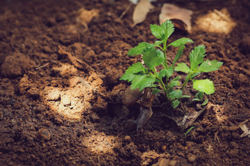 Young plant on nature background