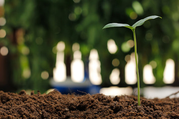 Young plant on nature background