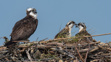 A female Osprey perched in her nest with her two nestling.