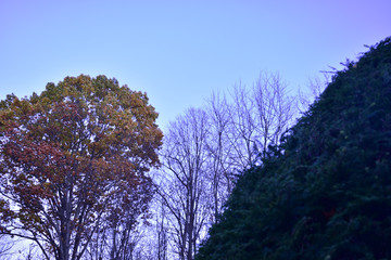 Fototapeta premium Trees in Fall with Incandescent