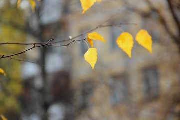 bright yellow birch leaves, close-up and heavily blurred background