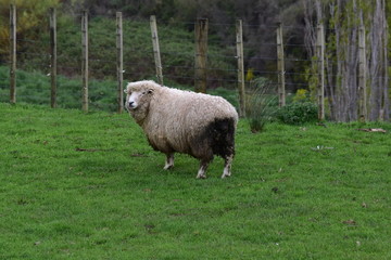 A sheep with dirty wool