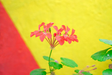 Simple red potted flower on yellow and red background.