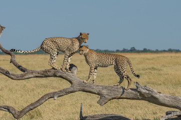 Cheetah brothers in Savuti Marsh within Chobe National Park, Botswana, Africa