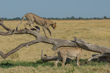 Cheetah brothers in Savuti Marsh within Chobe National Park, Botswana, Africa