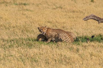 Cheetah brothers in Savuti Marsh within Chobe National Park, Botswana, Africa