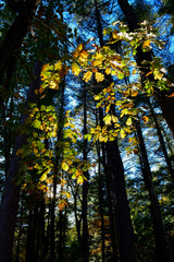 Shadows and Peak of Foliage