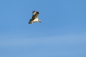 águila