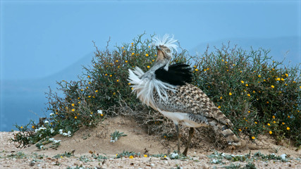 bird on a nest