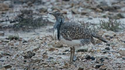 bird on the beach