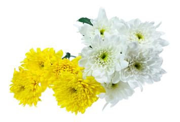 Chrysanthemum flower isolated on white background