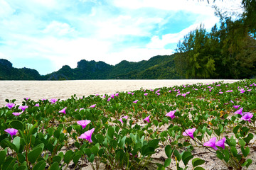 Field with beautiful pink flowers next to beach at the andaman sea at Tanjung Rhu,Langkawi,Malaysia