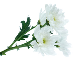 Chrysanthemum flower isolated on white background