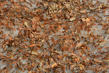 Changing of seasons represented by fallen autumn leaves on top of pile of snow