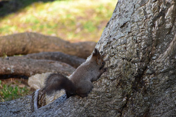 木の幹をなめるエゾリス